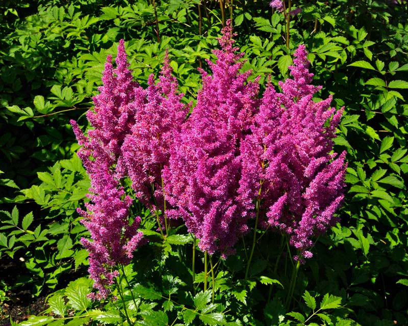 The deep mauve plumes of Astilbe Mainz ( Japonica Hybrid)