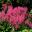 The bright pink plumes of flowers add colour to any border Astilbe Rheinland