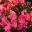 Begonia elatior Ceveca Inner Beauty