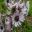 Berkheya purpurea 'Zulu Warrior' Pale pink daisy like flowers with deep red/purple centre