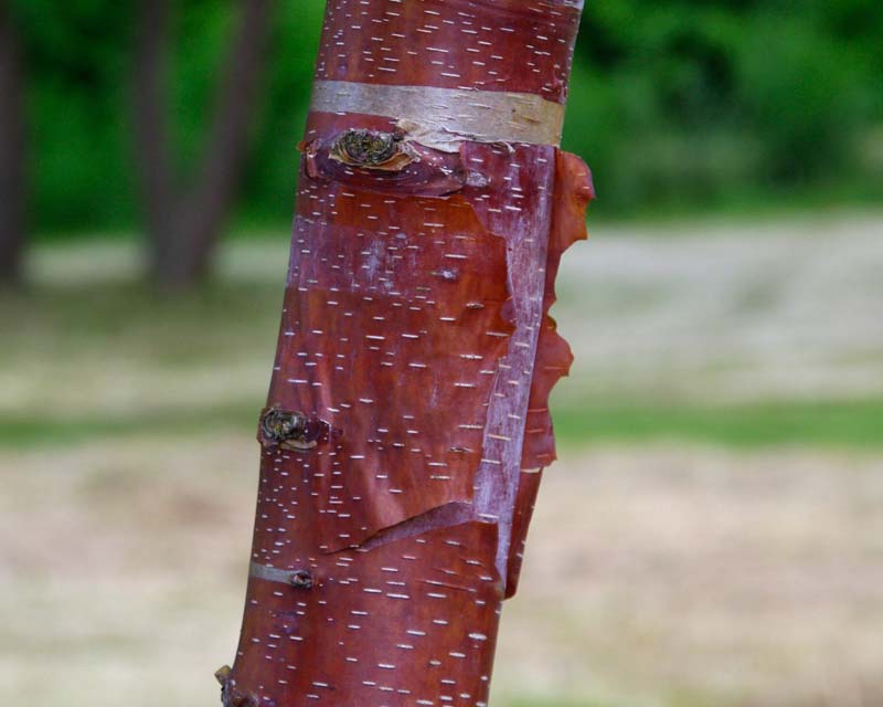Betula albosinensis, Chinese Red Birch