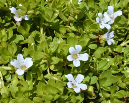 Bacopa monnieri, the memory herb - photo Forrest and Kim Starr