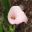 Zantedeschia hybrid - Sweet Art
