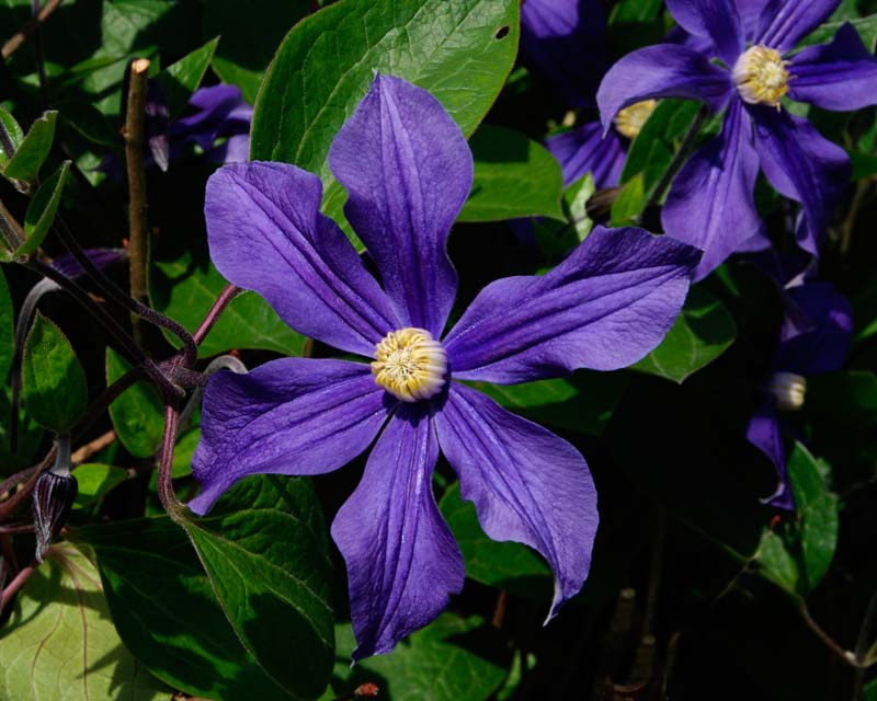Clematis x Durandii - purple/ deep blue to indigo flowers