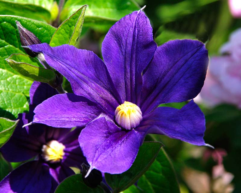 Clematis x Durandii blue to deep indigo flowers