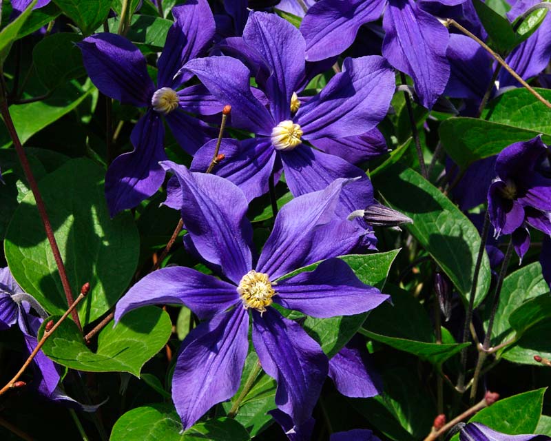 Clematis x Durandii - blue to indigo saucer shaped flowers