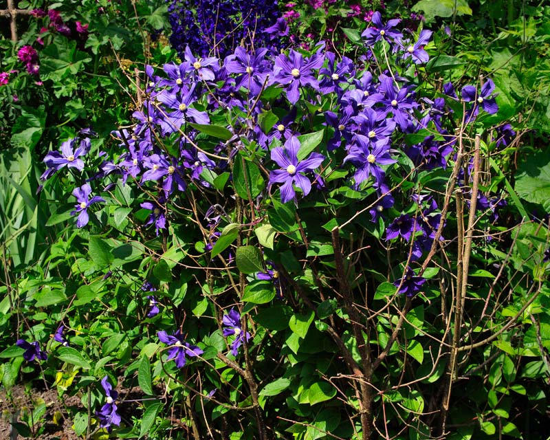 Clematis x Durandii semi-climbing perennial - purple flowers