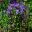 Clematis x Durandii semi-climbing perennial - purple flowers
