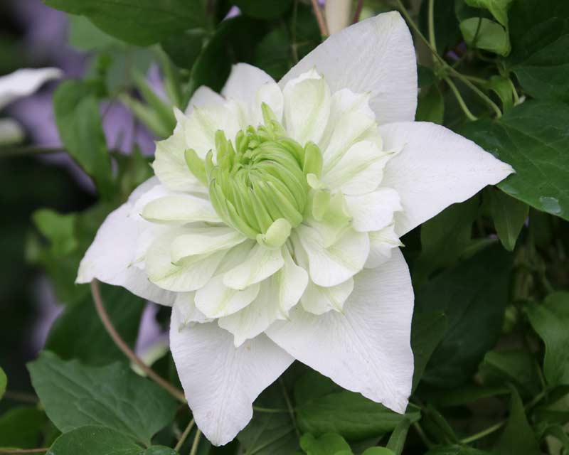 Clematis florida Plena - white flower