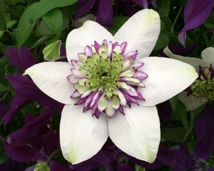 Clematis florida Sieboldii (Purple and White)