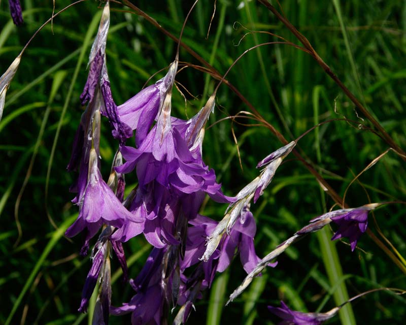 Dierama Blue Bell Rowblu - flowers are borne at then end of arching stems