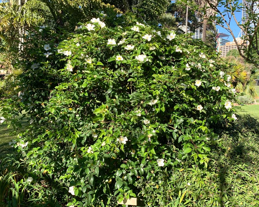 Rosa laevigata - Sydney Botanic Garden