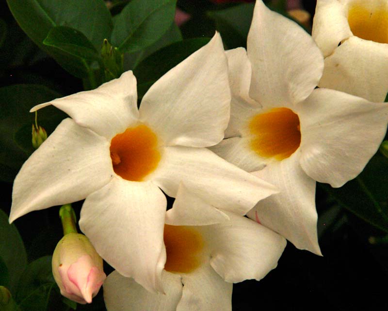 Mandevilla sanderi Sundaville series Pearl - white flowers with yellow throat