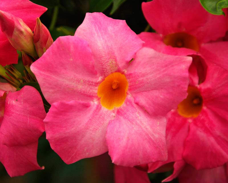 Mandevilla sanderi Sundaville series - Rose Star - light pink flowers with yellow throat