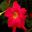 Mandevilla sanderi Sundaville series Fuchsia Flamme - red flower with yellow throat