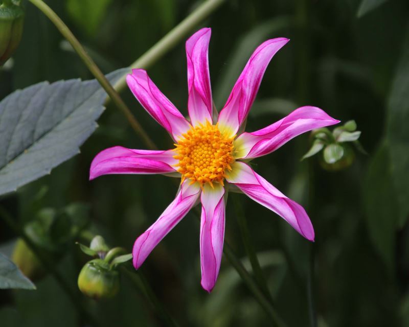 Dahlia Orchid Group - 'Honka Pink'