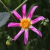 Dahlia Orchid Group - 'Honka Pink'