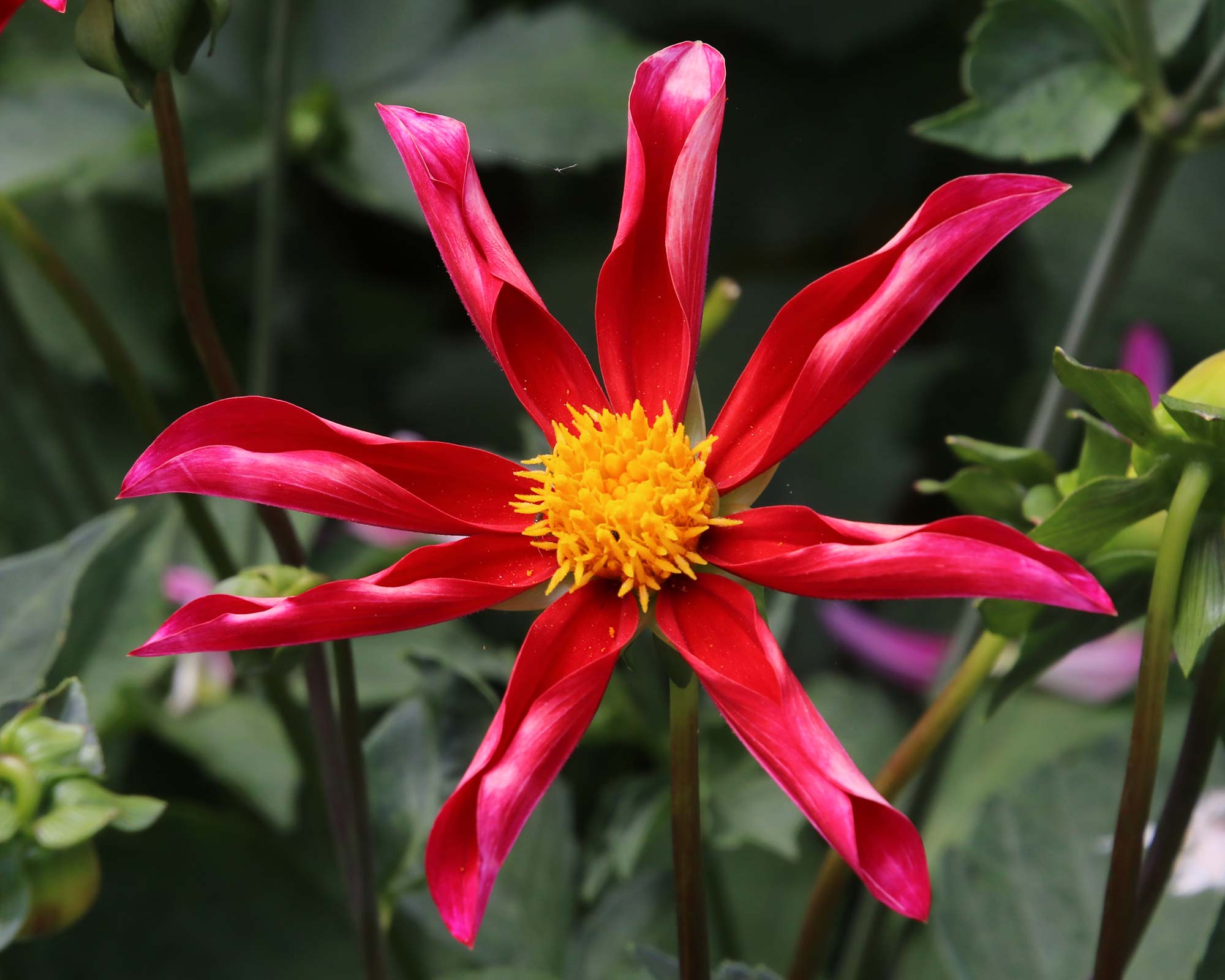 Dahlia Orchid Group 'Honkla Red'
