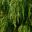 Acacia cognata Emerald Curl