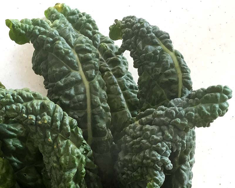 Brassica oleracea Lacinato - Tuscan Kale