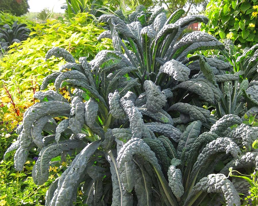 Brassica oleracea 'Lacinato' - Tuscan Kale