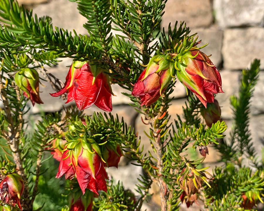 Darwinia oxylepis - red bell shaped flowers
