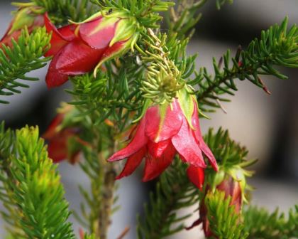 Darwinia oxylepis, Gillham's Bell