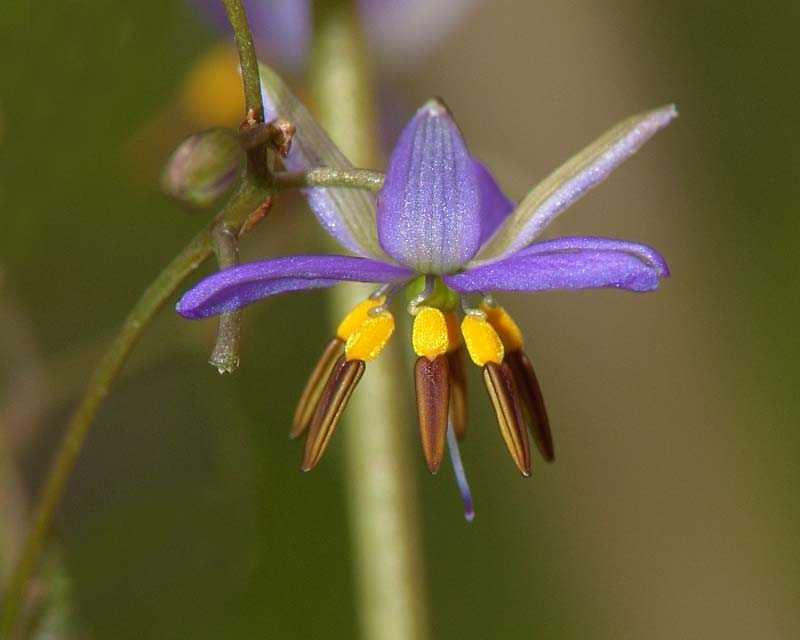 Dianella revoluta - Blueberry Flax-lily
