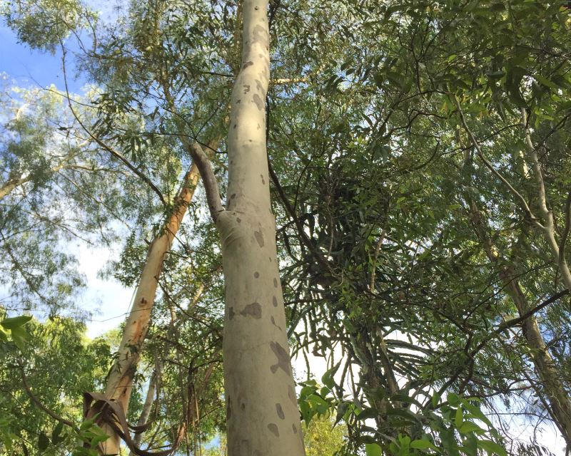 Corymbia maculata - Spotted Gum - long straight trunk, smooth mottled bark