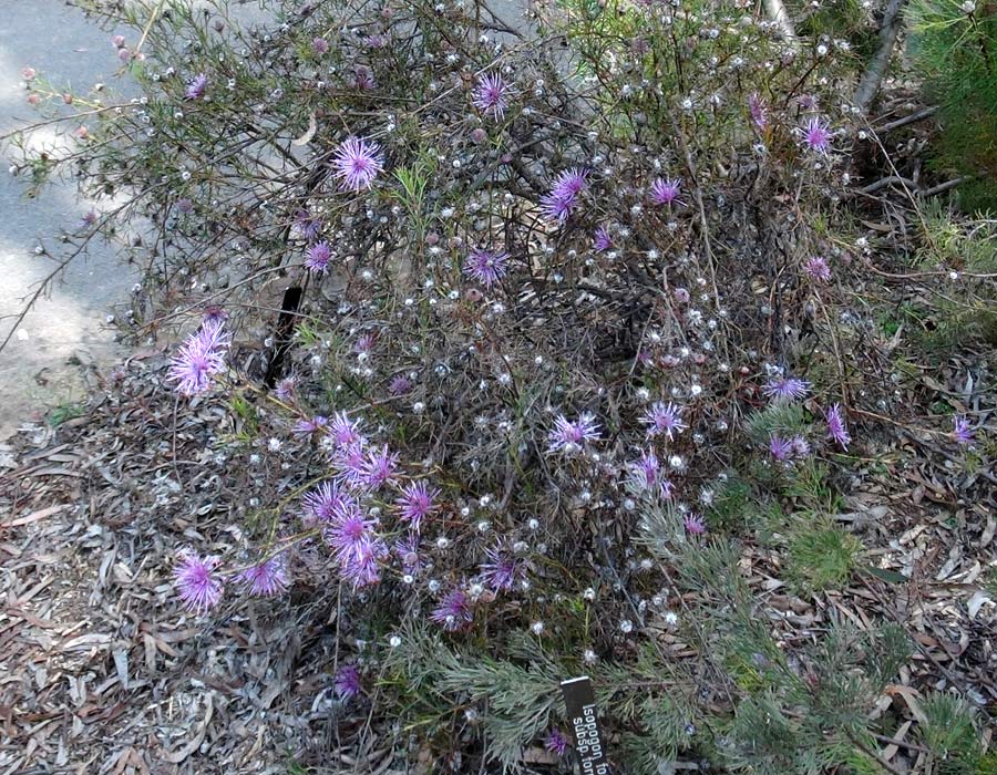 Isopogon formsosus - a rather straggly native shrub