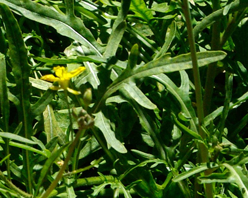 Diplotaxis tenuifolia, Wild Rocket