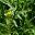 Diplotaxis tenuifolia, Wild Rocket