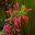 Agastache Raspberry Summer - a hybrid by Monrovia