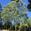 Eucalytpus saligna - Sydney Blue Gum - A large evergreen tree