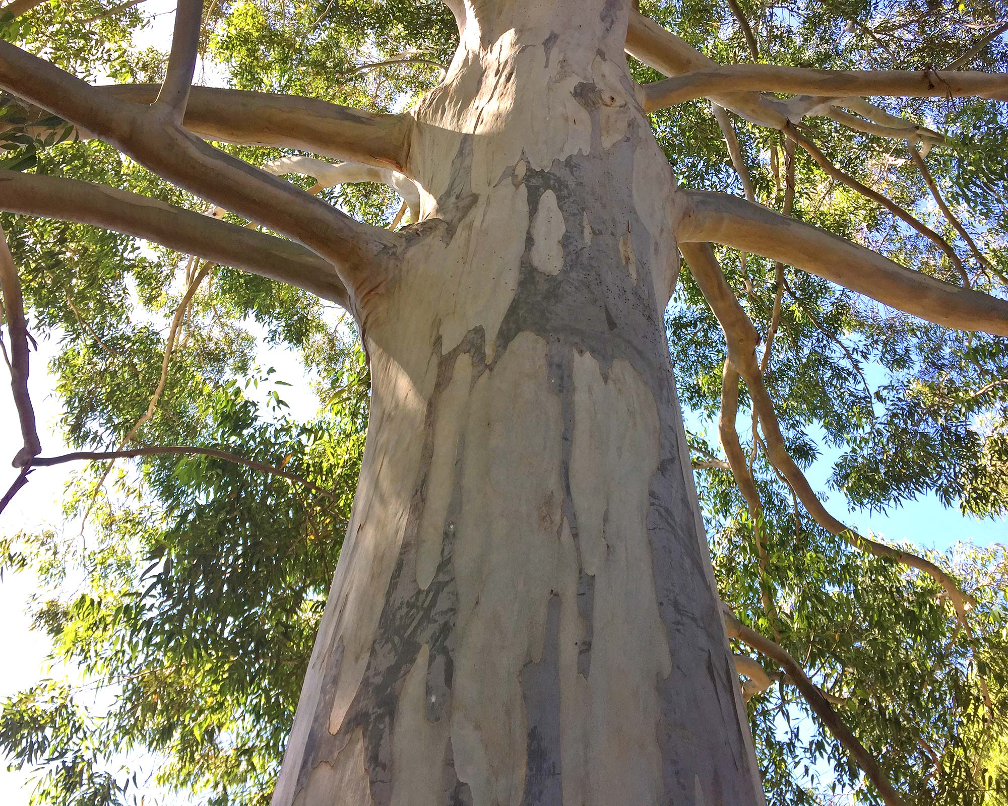 Eucalyptus saligna - Sydney Blue Gum