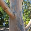 Eucalyptus saligna Sydney Blue Gum - soft creamy trunk, pinkish in colour with blue grey patches