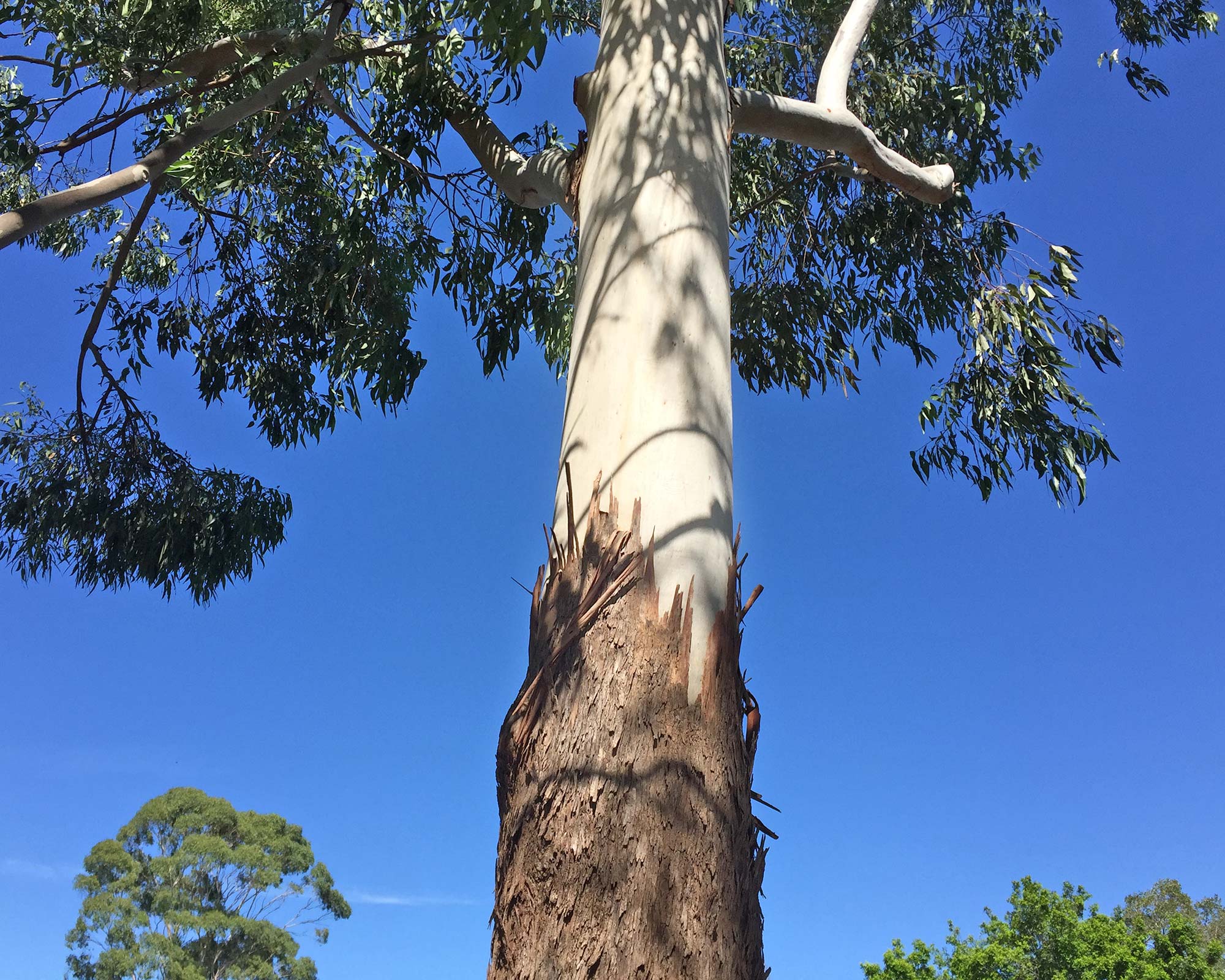 Eucalyptus saligna,  Sydney Blue Gum  Skirt of rough bark on lower trunk below the smooth upper trunk