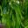 Taxodium distichum mexicanum syn Taxodium mucronatum, Mexican Bald Cypress