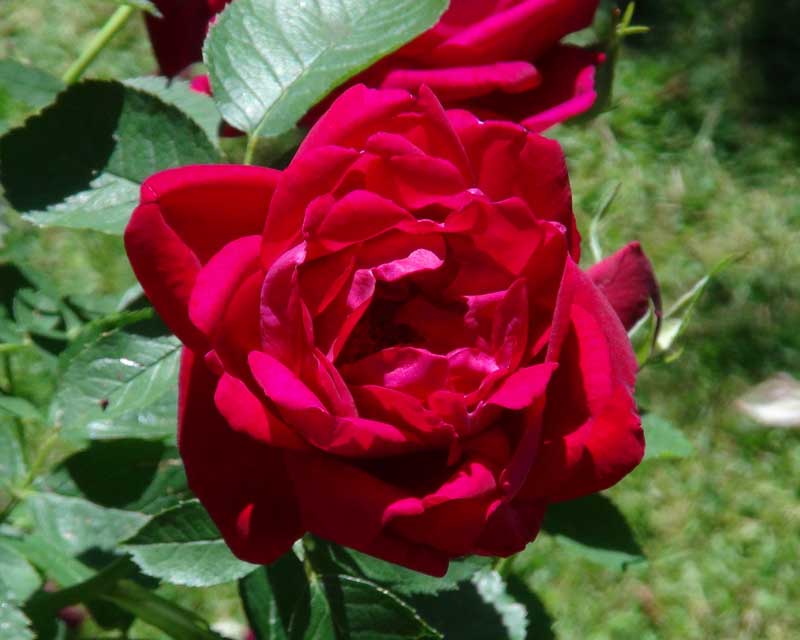 Rosa Hybrid Musk, this is Will Scarlet