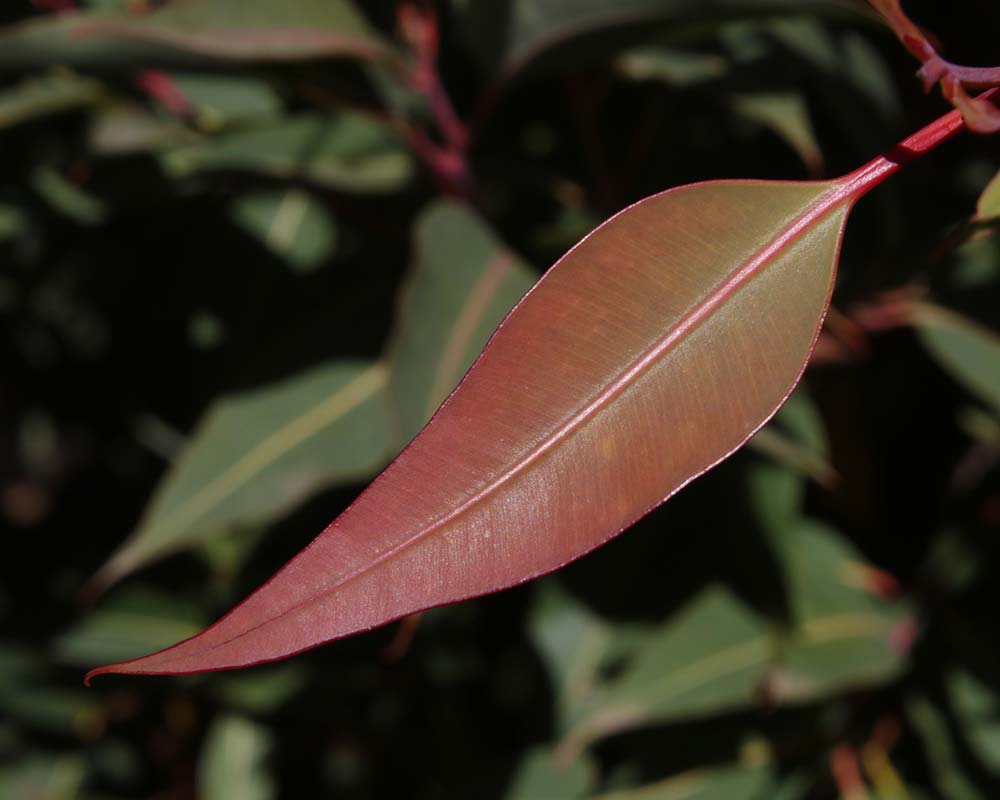 Leaf from Corymbia 'Dwarf Orange'