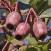 Corymbia nuts that follow the flowers - sometimes called Honky Nuts