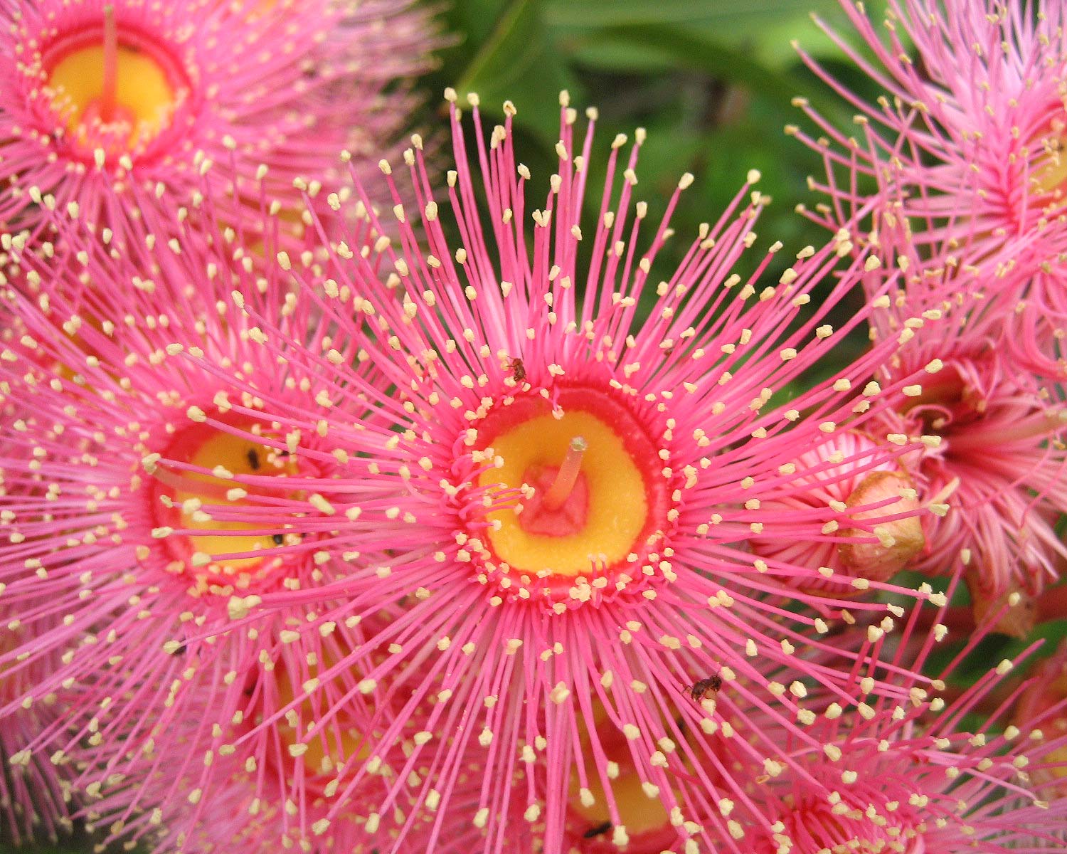 Corymbia cultivars 'Summer Beauty' Pink Flowers