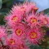Corymbia cultivars 'Summer Beauty' Pink Flowers