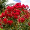 Corymbia cultivars 'Summer Red' Red Flowers