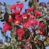 Corymbia 'Summer Red'