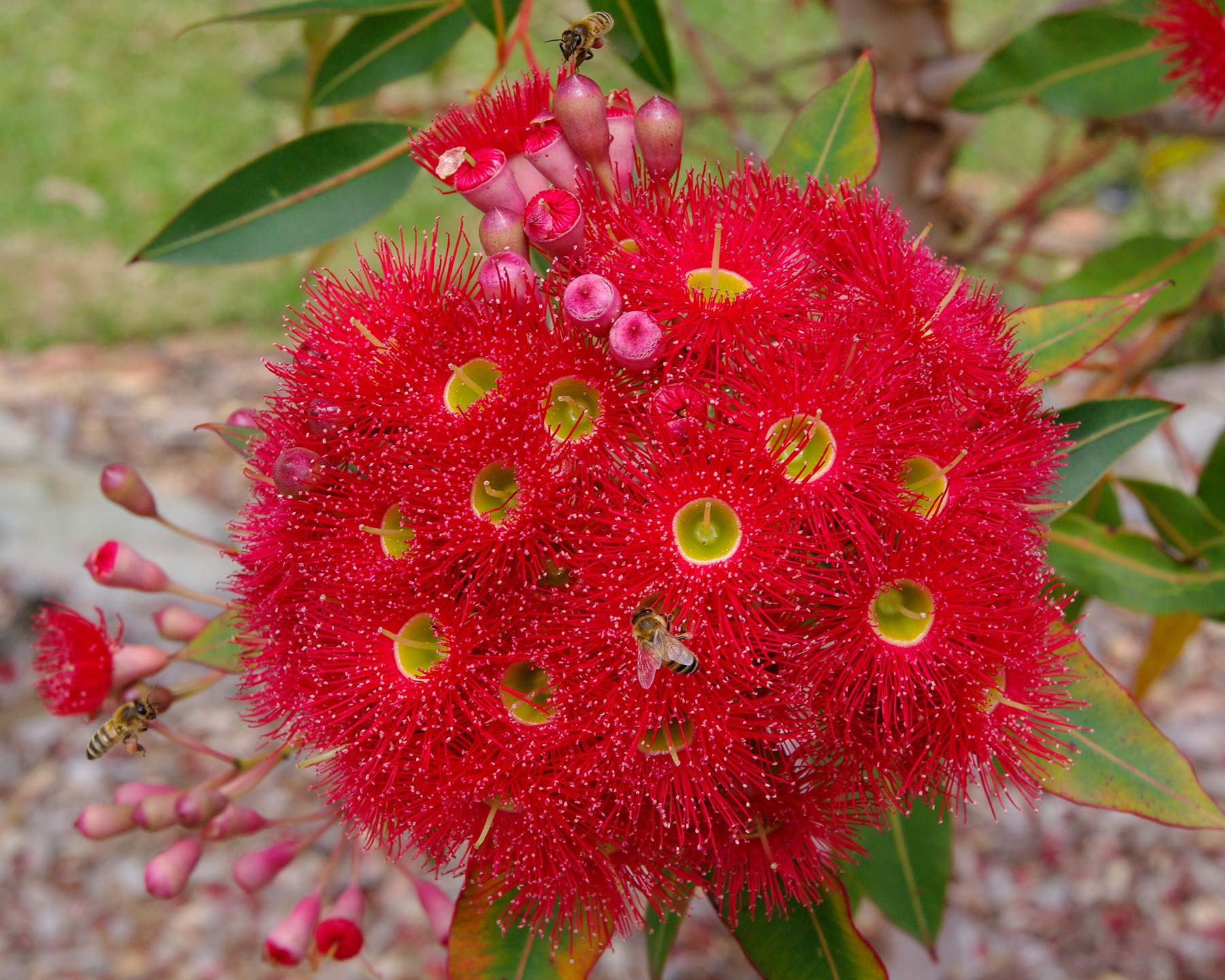 Corymbia cultivars 'Summer Red' Red Flowers
