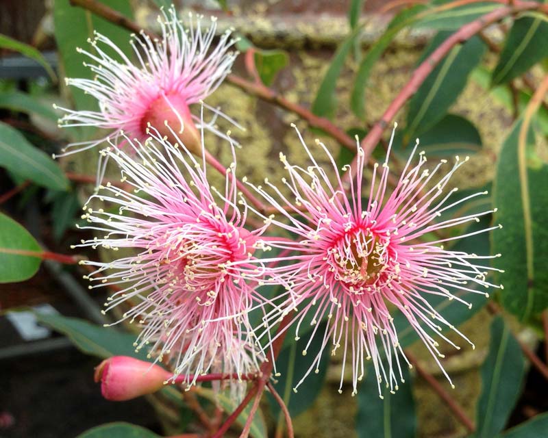 Corymbia cultivars 'Fairy Floss' Pink and white Flowers
