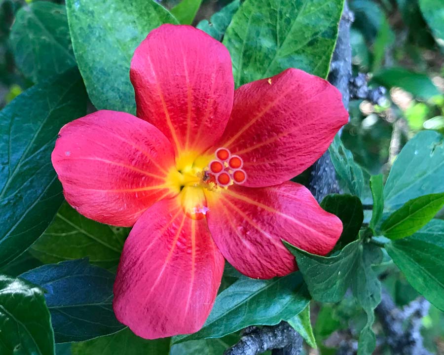 Hibiscus boryanus - deep red trumpet shaped flowers with yellow throat