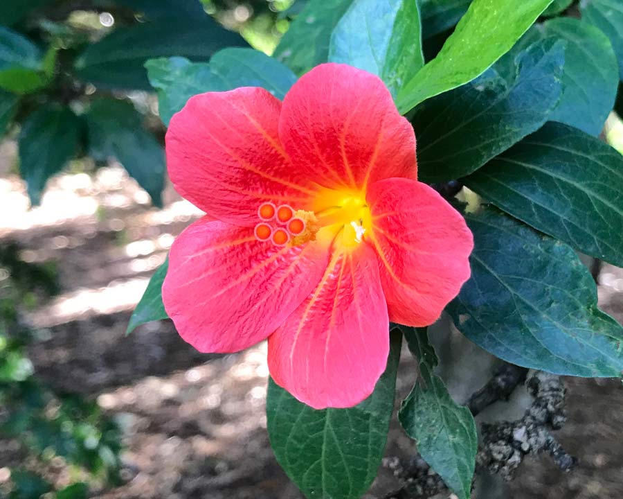 Hibiscus boryanus - deep red trumpet shaped flowers with yellow throat