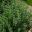 Artemisia dracunculus, French Tarragon